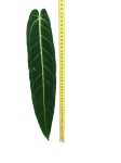 Anthurium Warocqueanum - 2