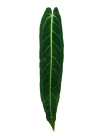 Anthurium Warocqueanum - 2