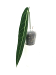 Anthurium Warocqueanum - 2