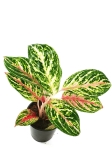 Aglaonema Hollywood - M