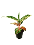 Aglaonema Hollywood - M