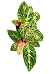 Aglaonema Hollywood - M