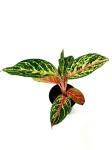 Aglaonema Hollywood - M