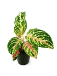 Aglaonema Hollywood - M