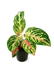 Aglaonema Hollywood