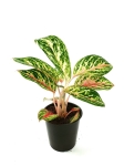 Aglaonema Hollywood - M