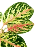 Aglaonema Hollywood - M