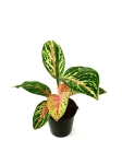 Aglaonema Hollywood - M