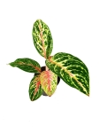 Aglaonema Hollywood - M
