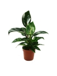 Philodendron birkin mix