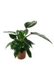 Philodendron birkin mix