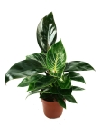 Philodendron birkin mix
