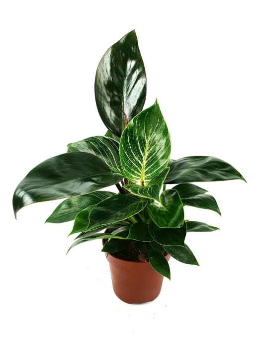Philodendron birkin mix
