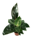 Philodendron birkin mix