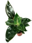Philodendron birkin mix