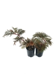 Begonia bipinnatifida - M