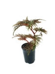 Begonia bipinnatifida - M