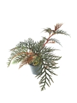 Begonia bipinnatifida - M