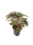 Begonia bipinnatifida - M