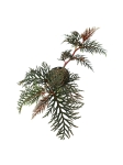 Begonia bipinnatifida - M