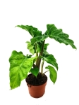 Alocasia Portora / Portodora - M