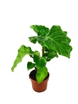 Alocasia Portora / Portodora - M
