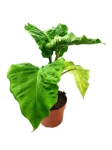 Alocasia Portora / Portodora - M