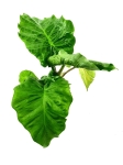 Alocasia Portora / Portodora - M