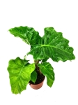 Alocasia Portora / Portodora - M