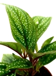 Sonerila Sp. - S