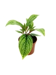 Sonerila Sp. - S