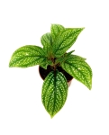 Sonerila Sp. - S