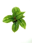 Sonerila Sp. - S