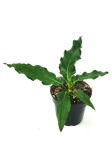 Anthurium plowmanii - M