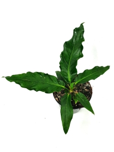 Anthurium plowmanii