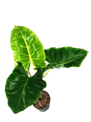 Alocasia Papua New Gwinea Gold