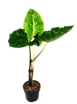 Alocasia Papua New Gwinea Gold
