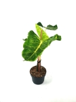 Alocasia Papua New Gwinea Gold