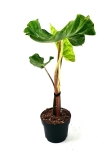 Alocasia Papua New Gwinea Gold