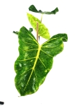 Alocasia Papua New Gwinea Gold