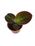 Macodes Lowii - M