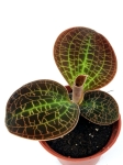 Macodes Lowii - M