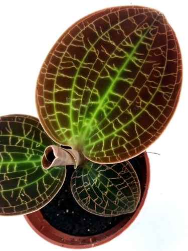 Macodes Lowii
