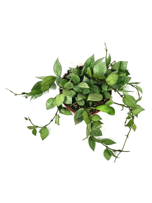 Hoya krohniana eskimo - S