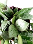 Hoya krochniana eskimo - M