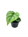 Alocasia Silver Dragon - S