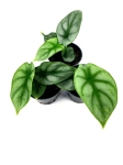 Alocasia Silver Dragon - S
