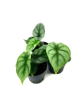 Alocasia Silver Dragon - S