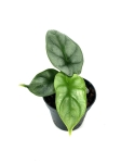 Alocasia Silver Dragon - S