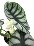 Alocasia Silver Dragon - liść